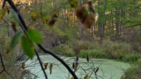 Green Pond in Forest Stock Footage 50508391