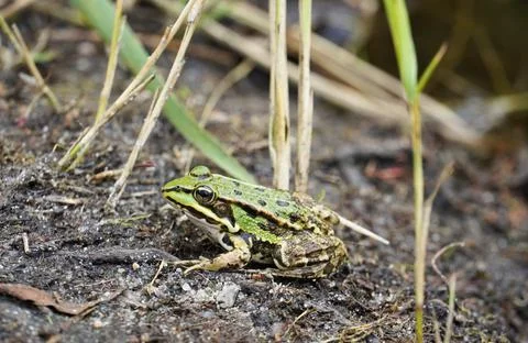 Green pond frog with black patterns sitting on the edge of a pond 写真素材
