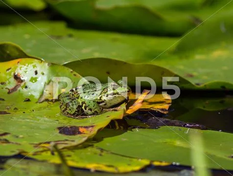 Green pond frog rest on lotus leaf in pond Stock Photos