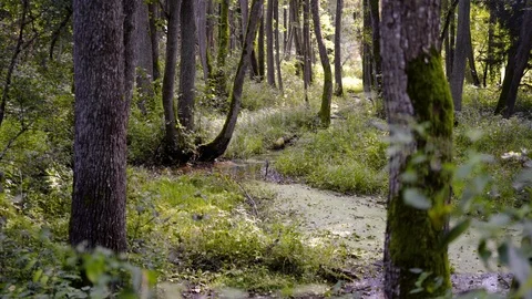 Green pond in the middle of the forest Video stock 94641892