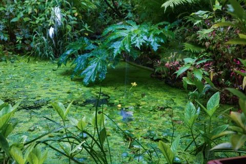 Green pond Stock Photos