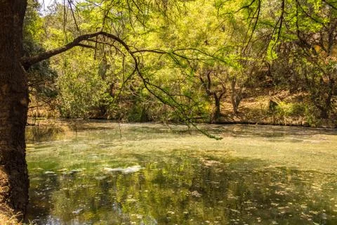 The green pond Stock Photos
