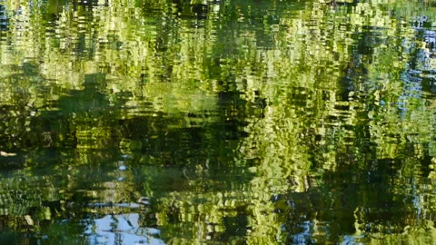 GREEN POND REFLECTION 스톡 동영상 179051140