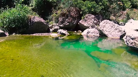 Green pond in the river flow Stock Footage
