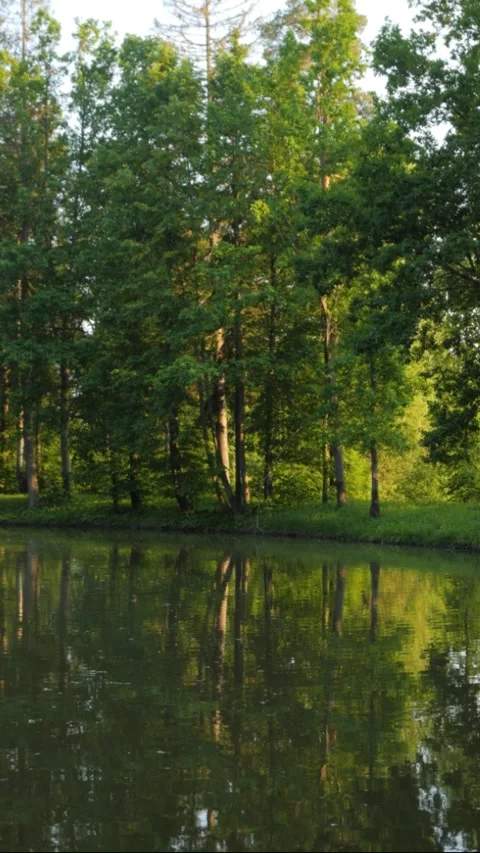 Green pond surrounded by trees in the park. Summer landscape Stock Footage 306856477