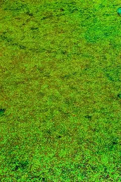 Green Pond Texture Stockfoto's