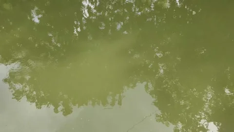 Green Pond Water Stock Footage 323153161