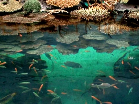 Green Pool Stock Footage 490344