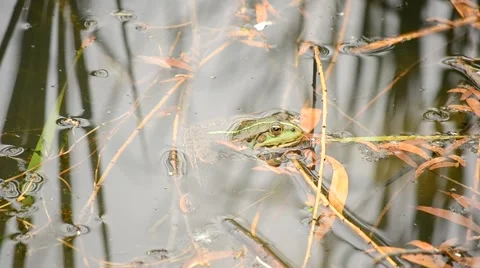 Green pool frog or marsh frog floats on water surface Stock Footage 56221665