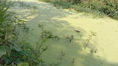 Green pool in the middle of lush trees. Video stock 337288338
