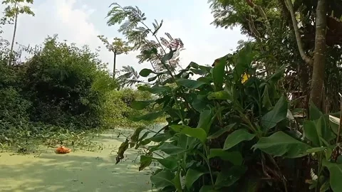 Green pool in the middle of lush trees. Video stock 337288456