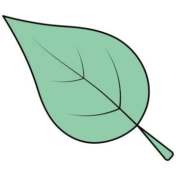 Green poplar leaf. Rounded tree part with veins. Color vector illustration. 스톡 일러스트