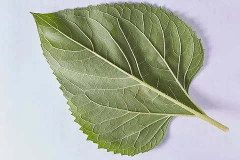 A green poplar leaf on a white background taken in close-up can be used by th Stock Photos