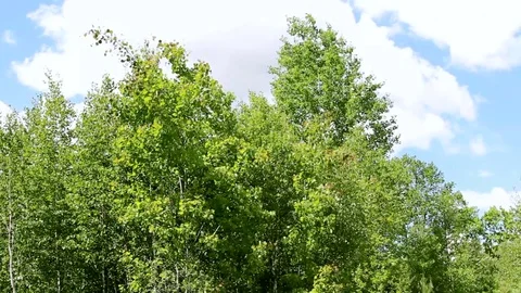 Green Poplar Moving In The Wind . Summer moods Stock Footage 77314747