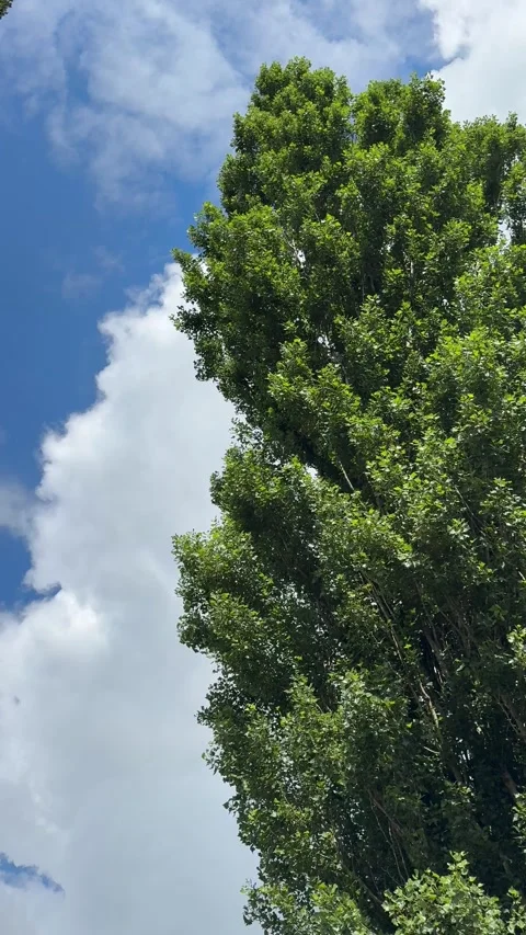 Green poplar tree against sky cloud, vertical video Stock Footage 338295173