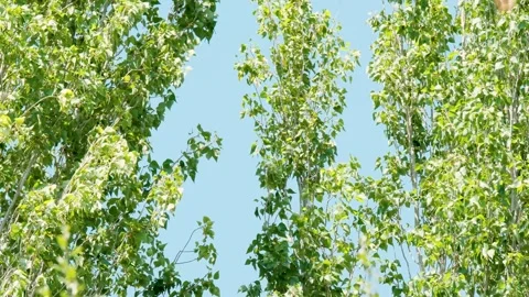 Green poplar trees against a blue sky is developing in the wind. Stock Footage 254494797