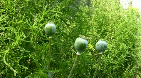 Green poppy Stock Footage 856860