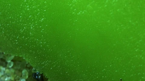 Green Popsicle Melting into Sand Macro Stock Footage 75802340