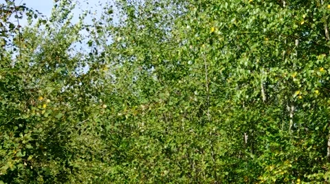 Green populus leaves in the wind Stock Footage 50852858