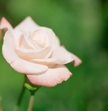 Green postcard with rose flower Stock Photos