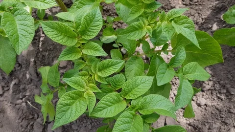 Green potato bushes grow in the vegetable garden. Stock Footage 123772252