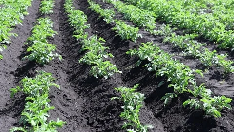 Green potato bushes planted in rows in a farmer's field.Potato cultivation Stock Footage 211879907