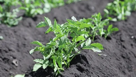 Green potato bushes planted in rows in a farmer's field.Potato cultivation Stock Footage 217558028
