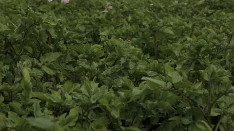 Green potato bushesu,full hd video Stock Footage