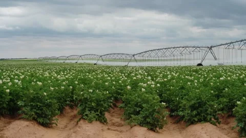 Green potato field with irrigation system watering crops under cloudy sky Stock Footage 319467575