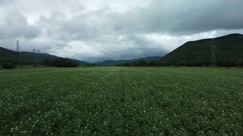 Green potato fields in flowering bloom period. Aerial scale distance Vidéo 202173291