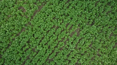 Green potato fields in flowering bloom period. Vidéo 202173309