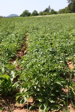 Green potato plants growing in rows on a sunny farm field Stock Photos