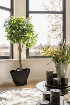 Green potted plant in modern apartment Stock Photos