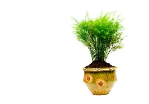 Green potted plant, trees in the cement pot isolated on white background. Stock Photos