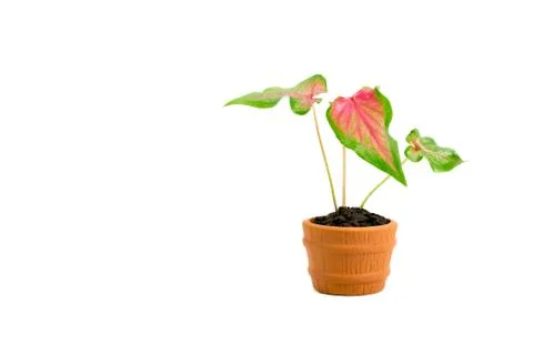 Green potted plant, trees in the pot isolated on white background. Stock Photos