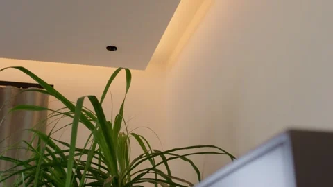 Green Potted Plant by a Window, Warm Modern Interior, Close Up Shot Stock Footage 341567184
