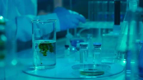 The green powder dissolves and spreads in a cloud in a glass flask with a clear Stock Photos