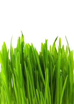 Green pratal grass Stock Photos