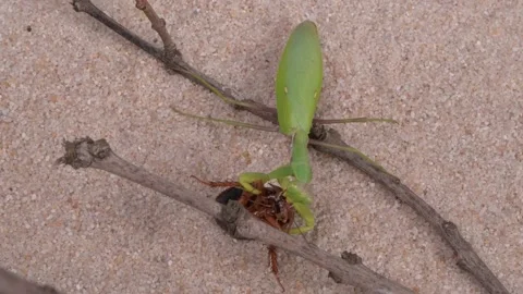 A Green Praying Mantis Actively Preying on an Insect in a Sandy Desertlike Stock Footage 318413622