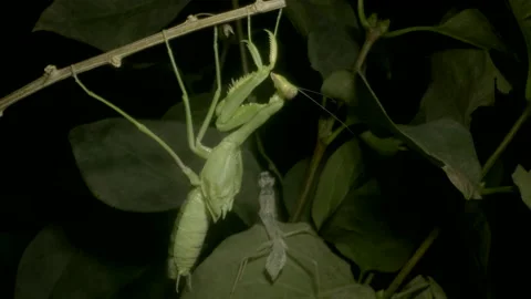 Green Praying mantis after radical final moult, metamorphosed from an Nymph form Stock Footage 163571034