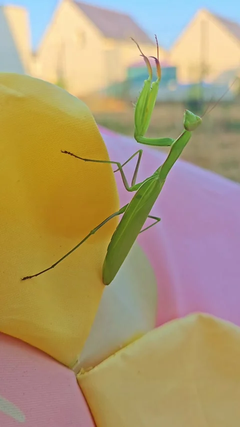 Green Praying Mantis in Attack Pose Vertical Macro Shot Stock Footage 345775645