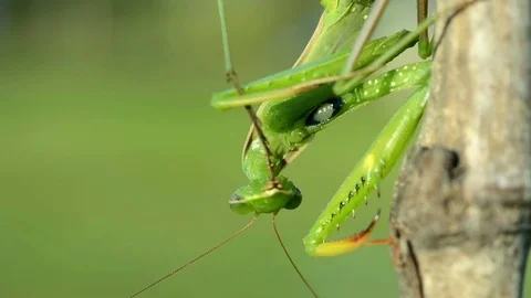 Green Praying Mantis. Blurred background. Stock Footage 80484240