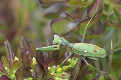 Green Praying Mantis Camouflaged on Succulent Plant Macro Video stock 343759484