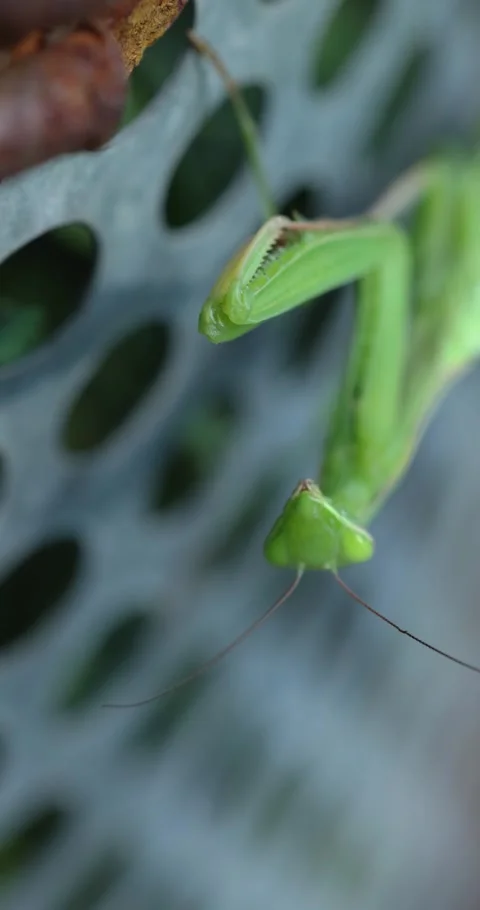 Green praying mantis cleaning its raptorial foreleg Stock Footage 332642708
