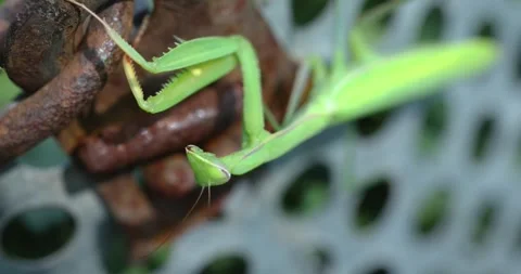 Green praying mantis cleaning its thorax and forelegs Stock Footage 332642775