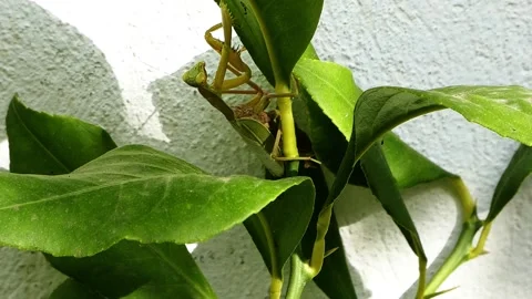 Green praying mantis climbing lemon tree leaves, handheld close-up Stock Footage 318928202