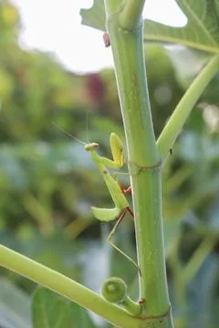 Green praying mantis close-up on a fig branch, light green color Foto stock