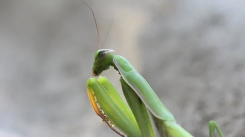 Green praying mantis close-up fighting off a branch 스톡 동영상 163487074