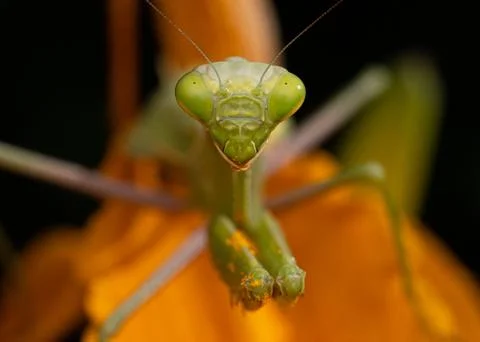 Green Praying Mantis Close Up Stock Photos