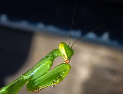 Green praying mantis close-up in the rays of sunlight on a dark background. Stock Photos